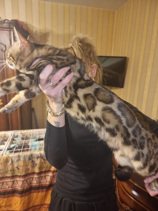 Бенгалски котета