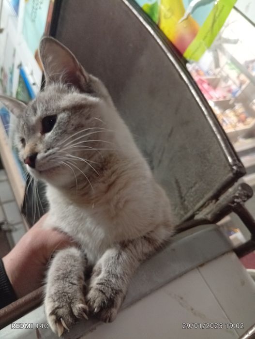 Mushukcha дамашние