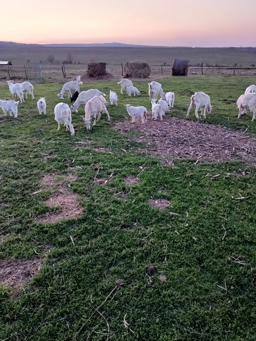 IEZI  și cirlani de vînzare ,capre cu lapte