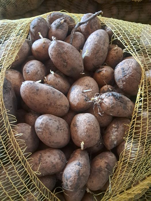Cartofi de sămânță