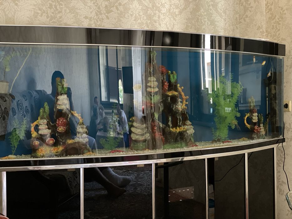 baliq akvarum 600litr polka ikta filtr oynchoq haykalari baliqlarigach