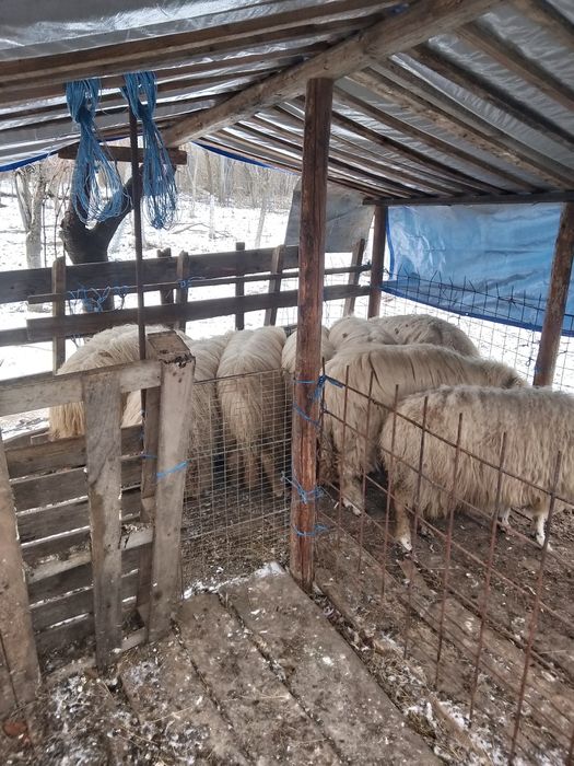 Vind 8 oi, 4 mame și 4 mioare de la ele
