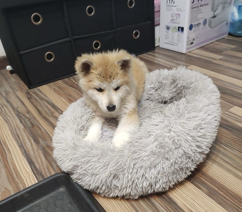 Pui Akita Inu Japonez