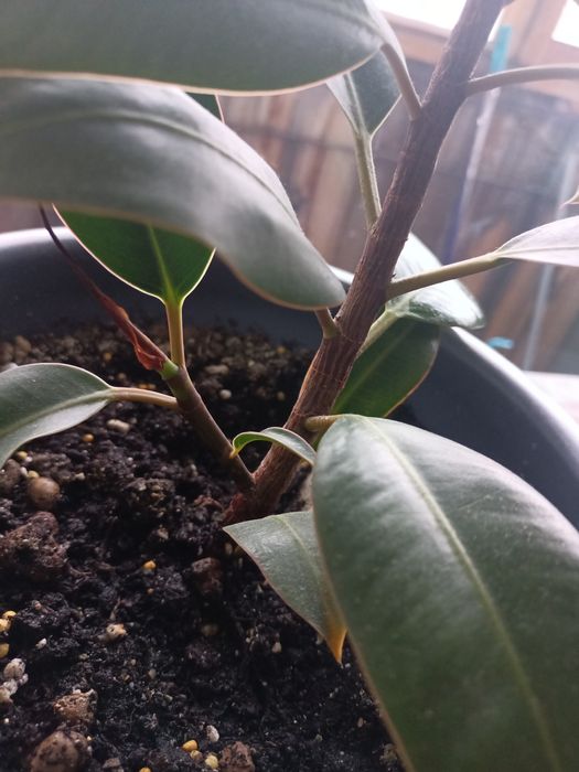 Комнатный цветок фикус