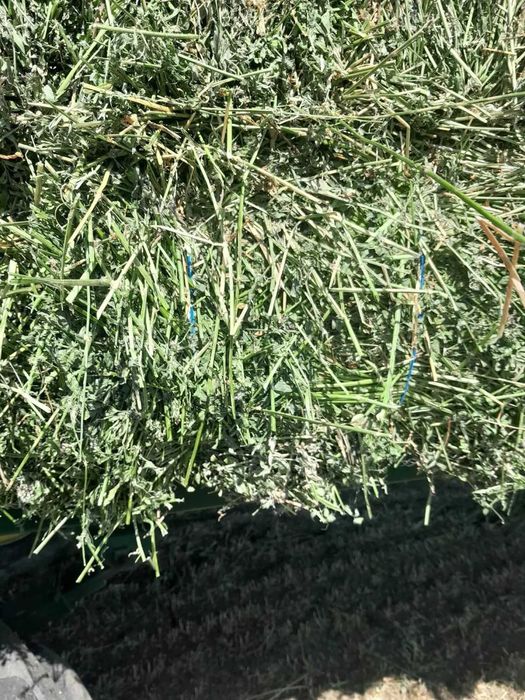 Baloți de lucerna de vânzare