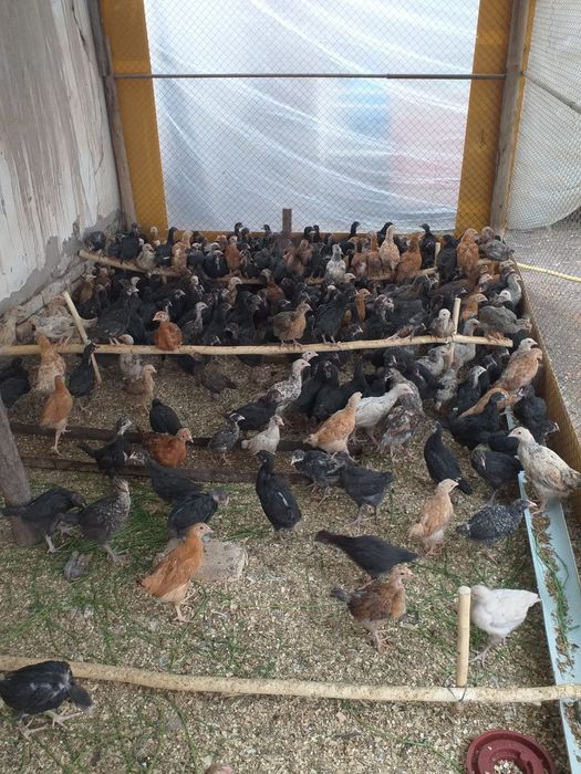 Jo'ja sotib oling daromad qiling