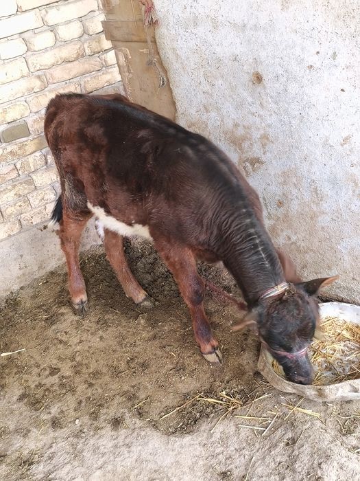 Ona bola sigir sotiladi