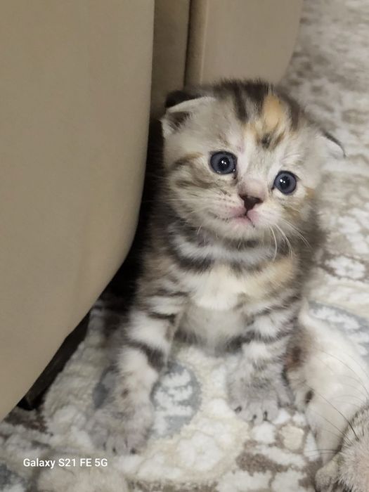продам шотландского котёнка