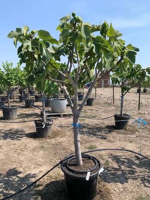 Pomi exotici fructiferi