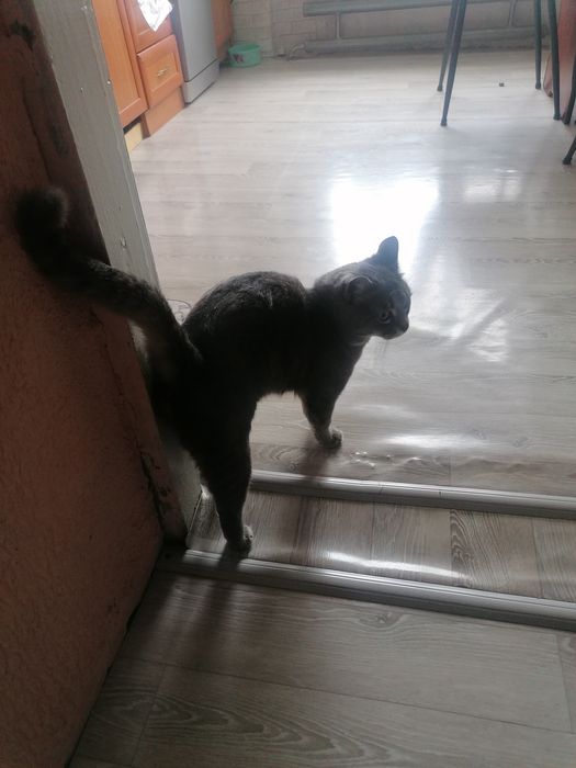 !!!Срочно!!! Отдам в добрые руки кота.