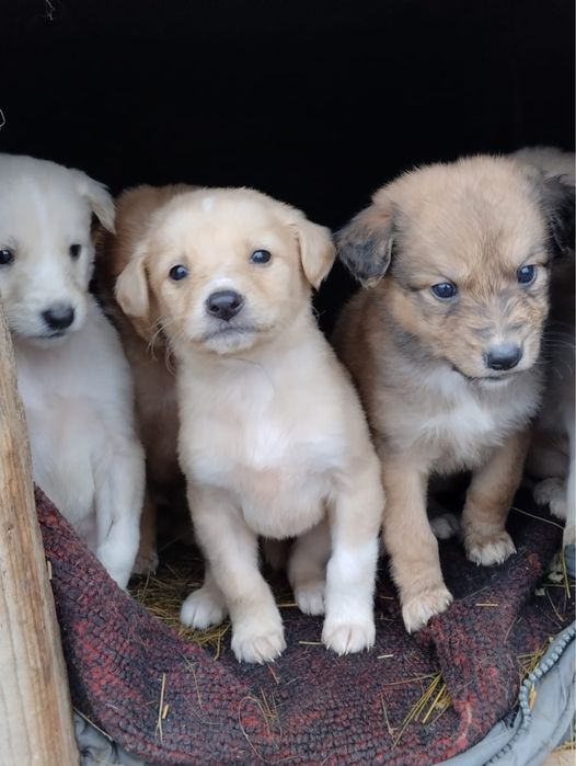 Отдам щенков в добрые руки