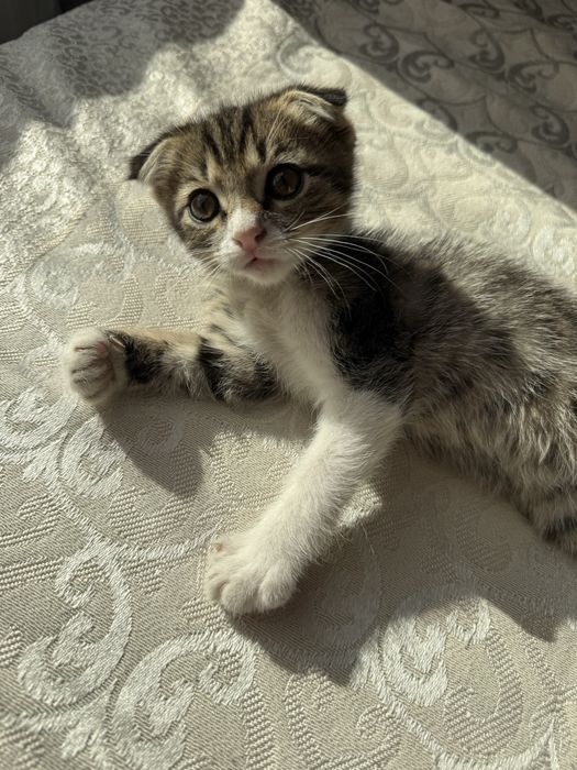 Котенок шотландский