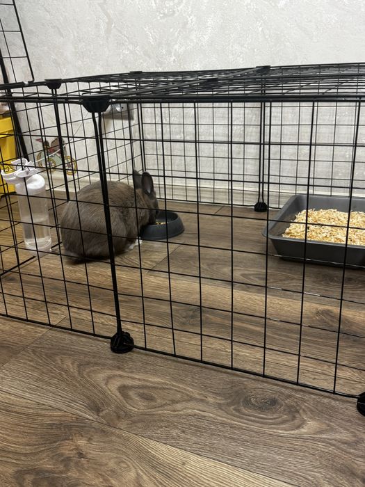 Отдам в добрые руки кролика