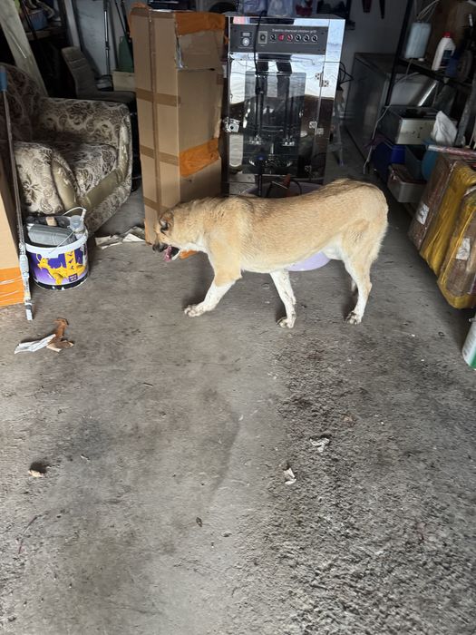 Отдам в добрые руки