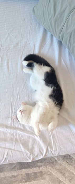 Отдам кошкууууууу