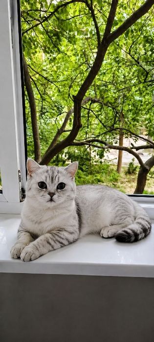 Продаётся британский кот 

Шикарный серебристый британец ищет заб