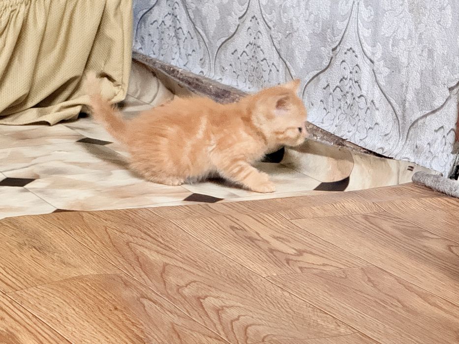 Котята бесплатно