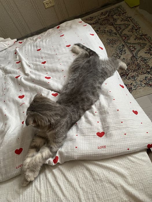 Отдам котов в добрые руки