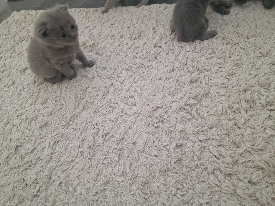 Шотландски клепоухи