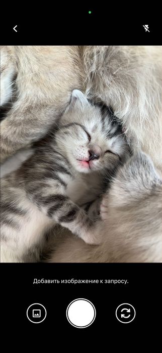 Котятя,полубританцы