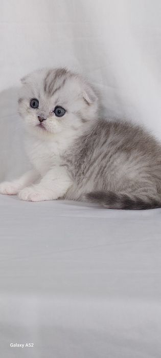Продаются  котята  фолды  и страйты мальчики и девочки уже  все  знают