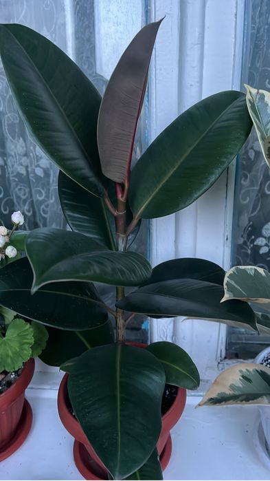 Продам комнатнык растения фикусы