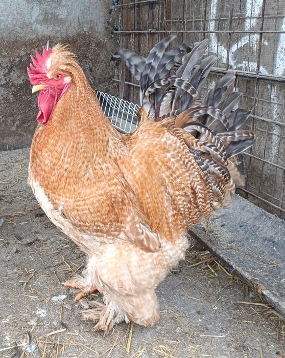 Gaini motate de vanzare