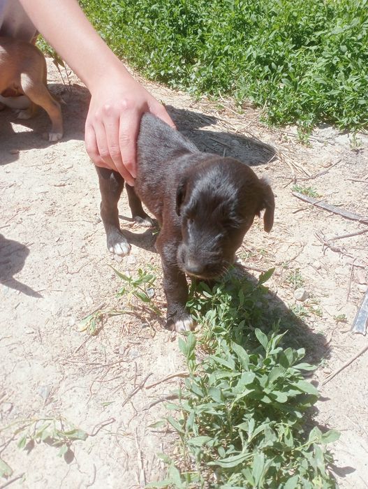 Тазы  собаки шенки