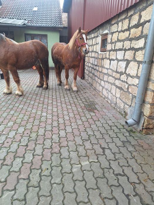 Vand cal (armăsar)și iapa