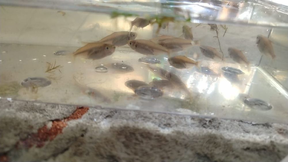 Продам или обменяю Тетра Конго