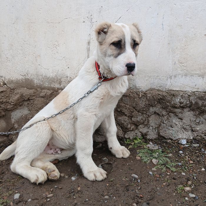 Сатылады күшік линиясы жақсы