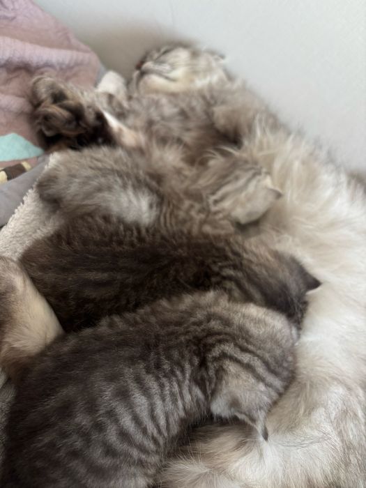 Шотландские котята