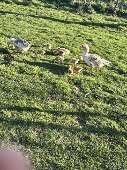 Se vinde 16 boboci de gasca 80 de lei bucata