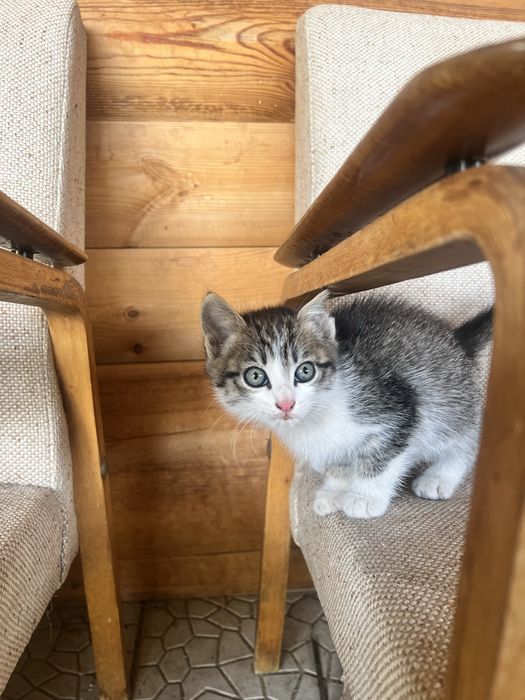 Отдам котят в хорошие руки , мальчик и девочка