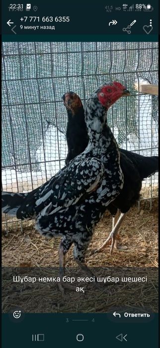 О шамо пара сатылады