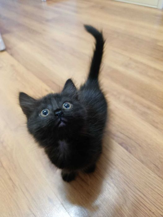 Котенок, девочка. Отец Скотиш веслоухий.