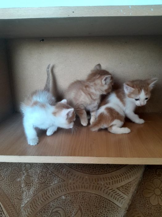 Отдаются котята все мальчики