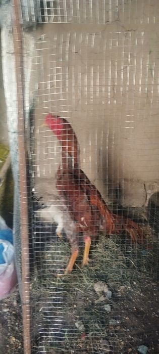 Япони тозазаси 3 та юткан тоза првазной тову хуроз тухм заказга йгиб б