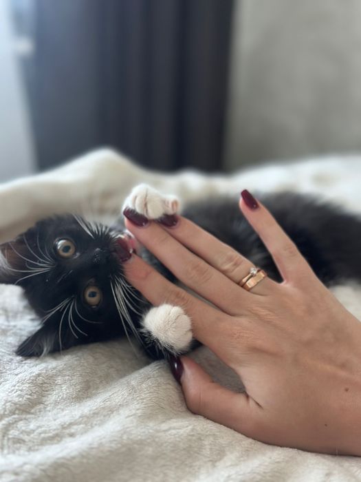 Котенок ищет дом (девочка)