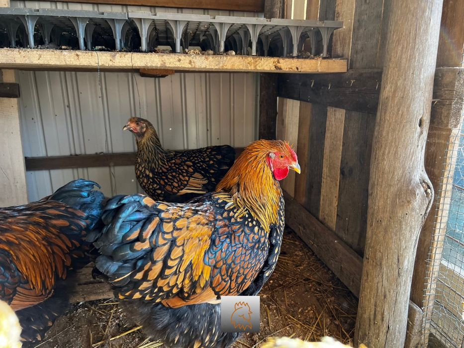 Oua incubat Wiandotte GSG negru auriu Wyandotte