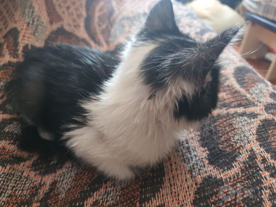 Мышек, Котёнок черно белый