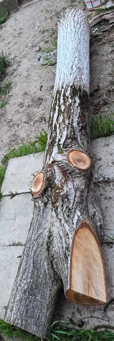 Vând trunchi de copac-nuc