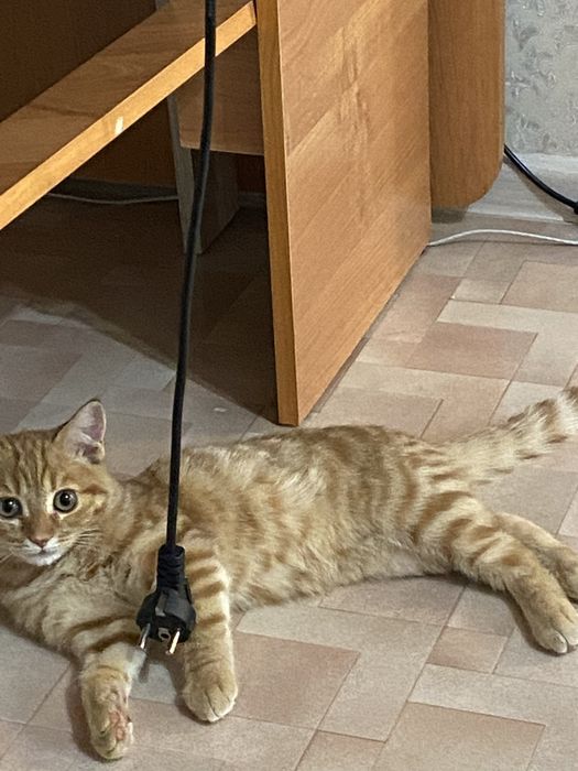 Отдам котенка в добрые руки
