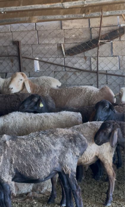 Кошкар, баран производитель
