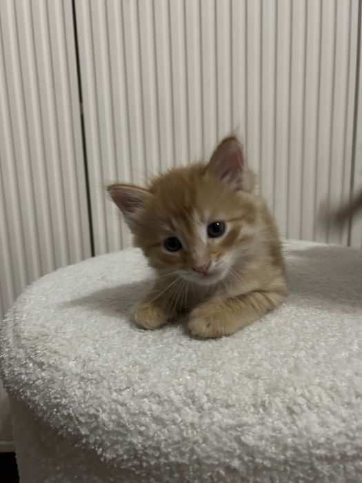 Отдаю котят в добрые руки!