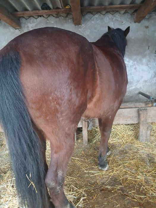 Vând cal căstrat foarte cuminte