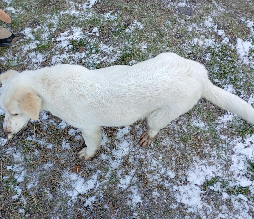 Подарявам бяло малко кученце