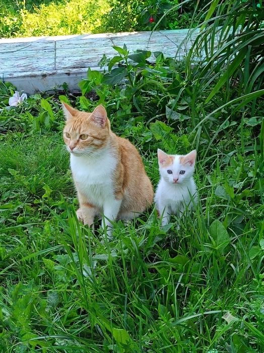 Котенок (16 августа - два месяца))