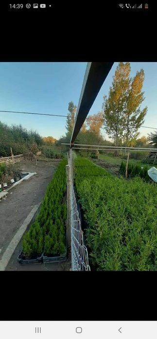 Tuia smarald poze 100 % reale citiți anunțul cu atenție