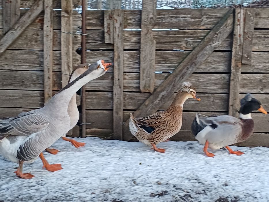 Rățoi motat, rata motata, gascan si gasca